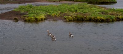 Ducks on Lake Thingvallavatn, the largest lake (30 sq. miles) in Iceland.
