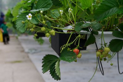 Hydroponically grown strawberries.