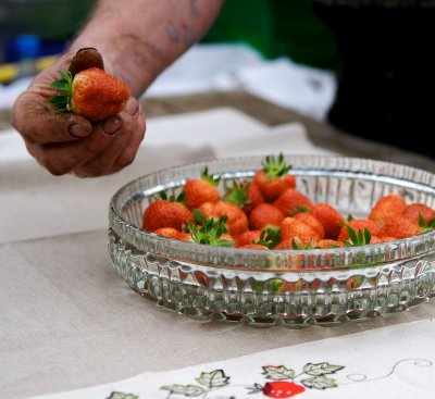 Fludir strawberries are prized throughout Iceland.