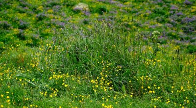 Wildflowers  creeping spearwort and tufted vetch.