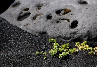 Sea sandwort, common on sandy beaches in Iceland.