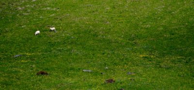 Sheep from a farm in the Reynishverfi area.