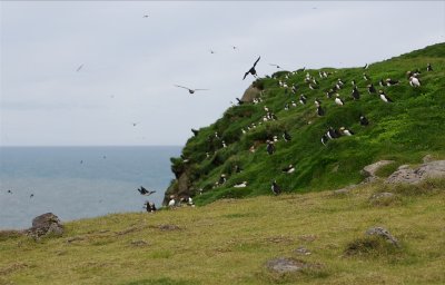 Some 300,000 puffins live in this colony.