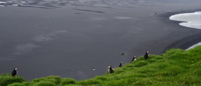 Puffin pastorale.