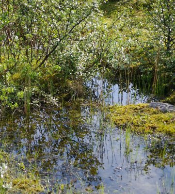 A tiny footbridge crosses this quiet stream.