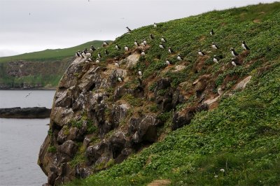 Because of their serious stance, Icelandic puffins are nicknamed Profastur (the Dean).