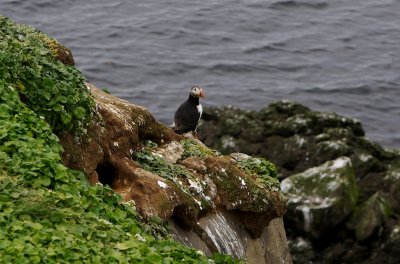 Puffin (the national bird) stands guard.