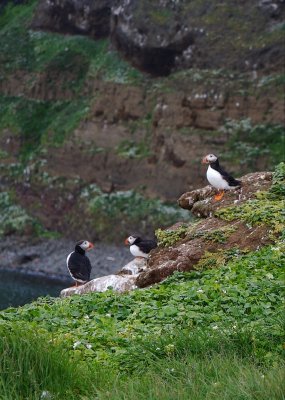 Three of thirty thousand on Grimsey.