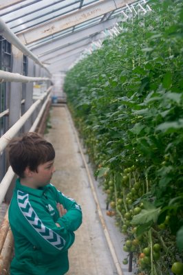 Hydroponically grown tomatoes, inspected by the farmers son.