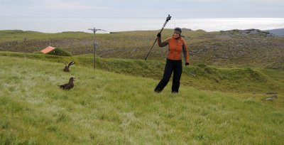 Arctic skuas ferociously protect their young.