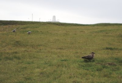 Arctic skua parent and chicks.