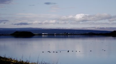 Lake Myvatn supports the worlds largest population of breeding ducks.