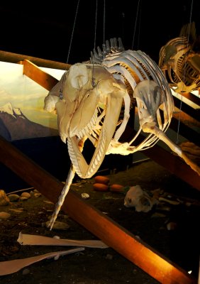 Skeleton of killer whale, Husavik Whale Centre.