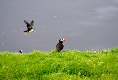 Aside from skuas, there are no predators, so the puffins are fearless.