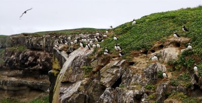 Grimseys puffins will leave in August and return around May 20.