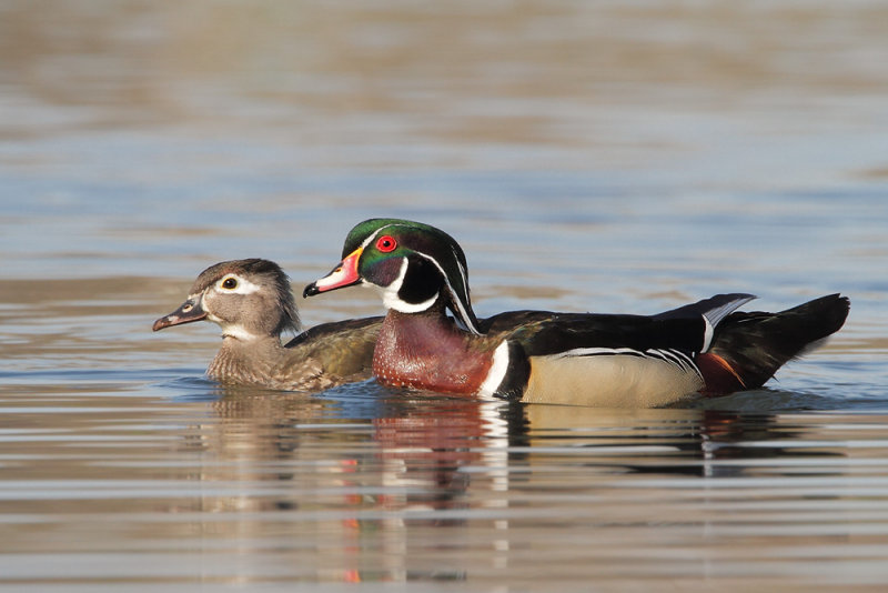 Wood Duck Pair