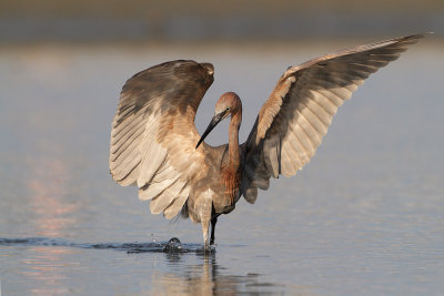 Reddish Egret