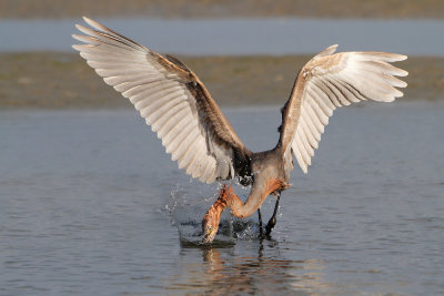 Reddish Egret