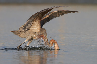 Reddish Egret