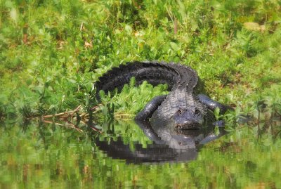 Alligator