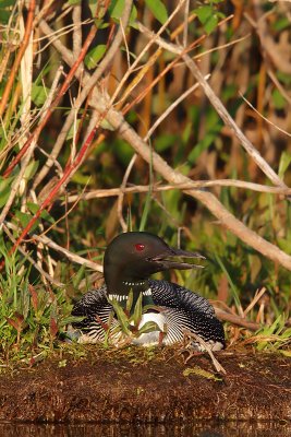 Evening on the Nest