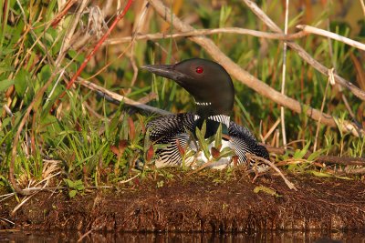 Nesting Loon