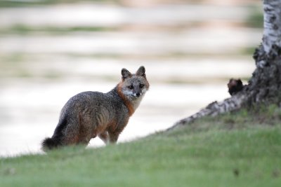 fox3451_web.jpg