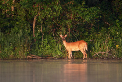 deer_4064web.jpg