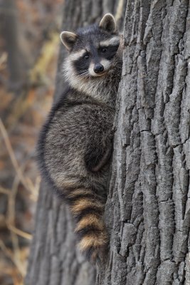 Raccoon Posing
