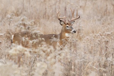 Whitetail Buck in the Field