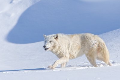 Arctic Wolf