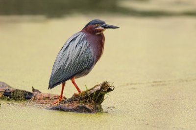 Green Heron