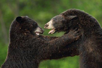 bear_fight_AR4C5196.jpg