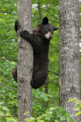 bear_7912.jpg
