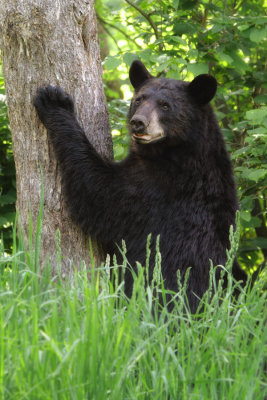 bear_IMG_8116.jpg