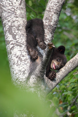 bearcub_AR4C4739.jpg