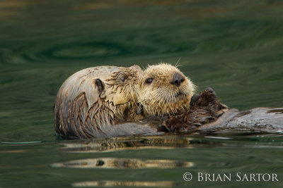 Sea Otter with young