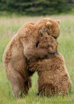 Bear Hug !