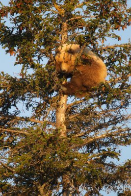 So... Grizzlies Can Climb Trees!