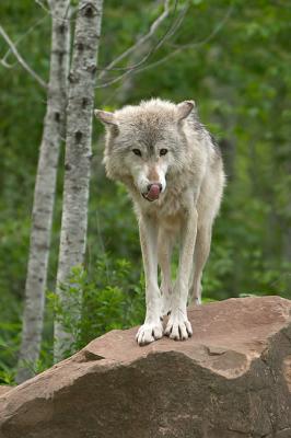 wolf9025.jpg