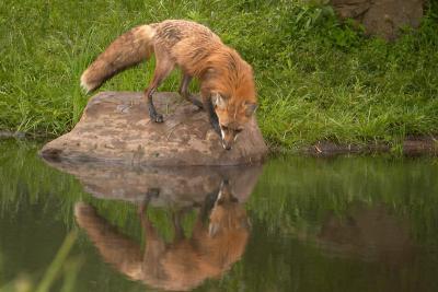 fox8368.jpg