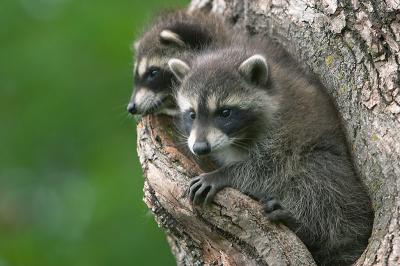 raccoon8139.jpg