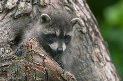 raccoon8191.jpg