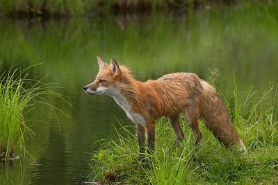 fox8356-1.jpg