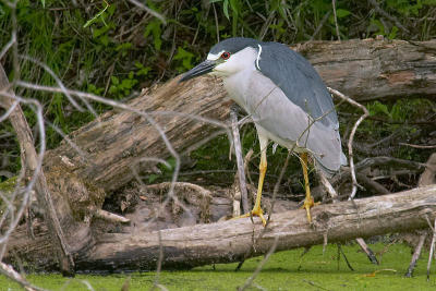 CRW_9561.jpg