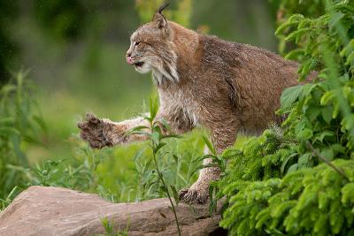 lynx_8731.jpg