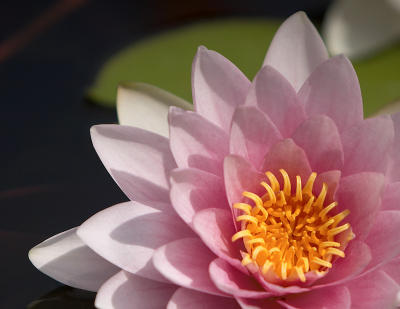 Water Lily
