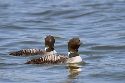 Loon Pair