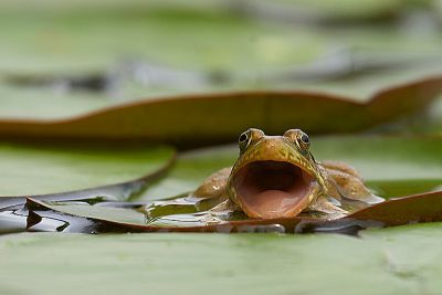 frog_0604.jpg