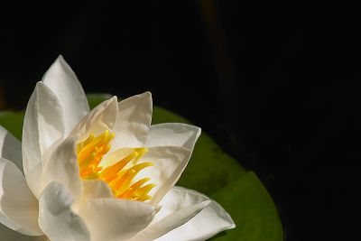 waterlily0526-1.jpg